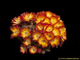 Sulcorebutia tarabucoensis v. aureiflora WR479 2128